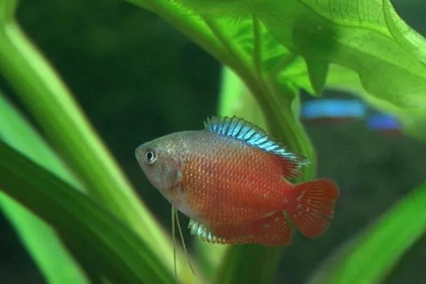丽丽鱼是热带鱼吗，丽丽鱼是热带鱼