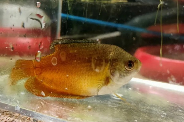丽丽鱼是热带鱼吗，丽丽鱼是热带鱼