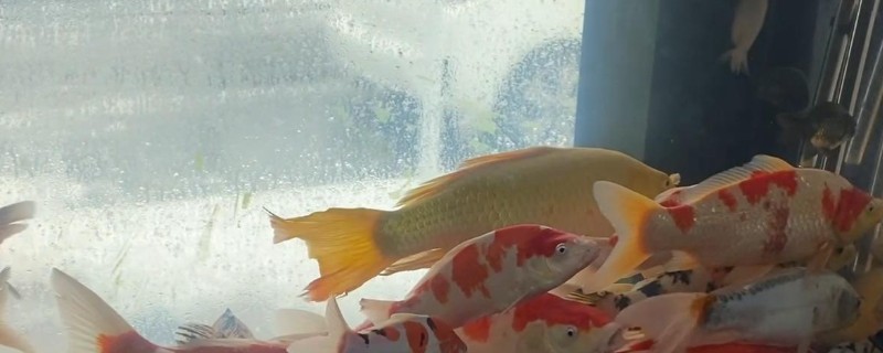 为什么锦鲤一直在水面上喝水，可能是得了烂鳃病或缺氧所致