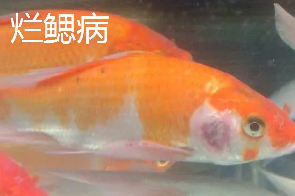 为什么锦鲤一直在水面上喝水，可能是得了烂鳃病或缺氧所致