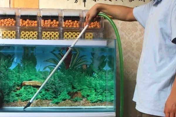 为什么锦鲤一直在水面上喝水，可能是得了烂鳃病或缺氧所致