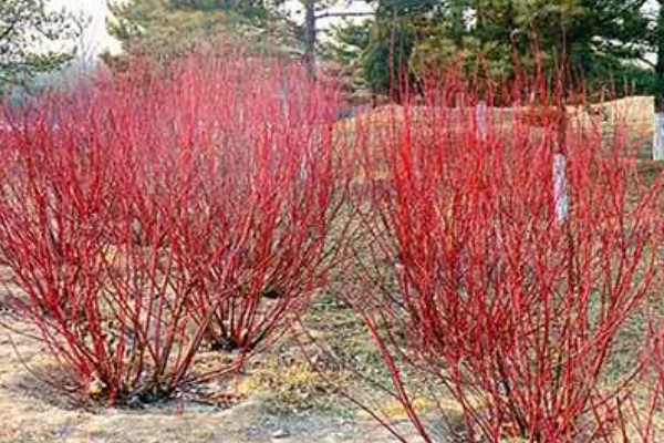 红瑞木的花语，寓意勤勉、勤劳奉献等