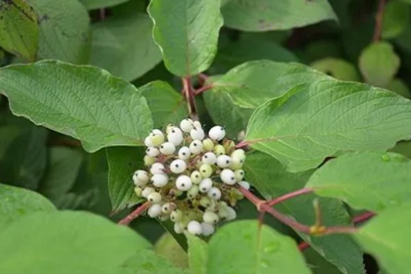 红瑞木的花语，寓意勤勉、勤劳奉献等