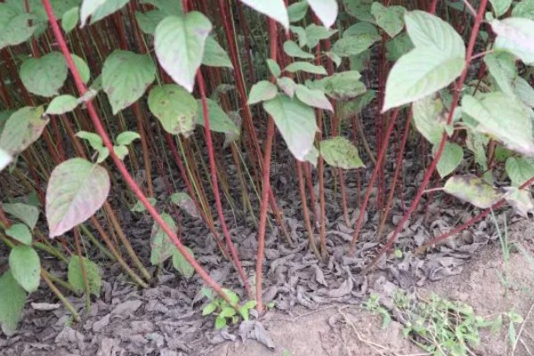 红瑞木的花语，寓意勤勉、勤劳奉献等