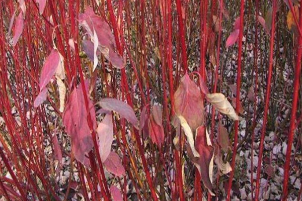 红瑞木的花语，寓意勤勉、勤劳奉献等