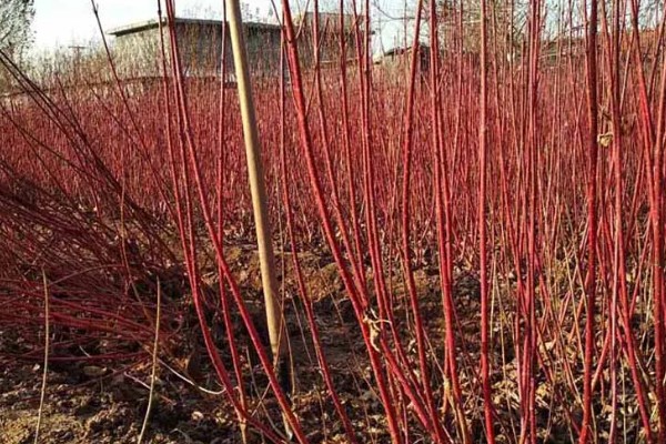红瑞木的花语，寓意勤勉、勤劳奉献等