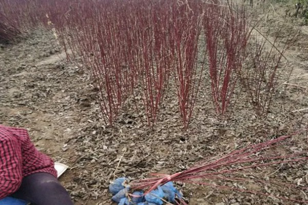 红瑞木的花语，寓意勤勉、勤劳奉献等