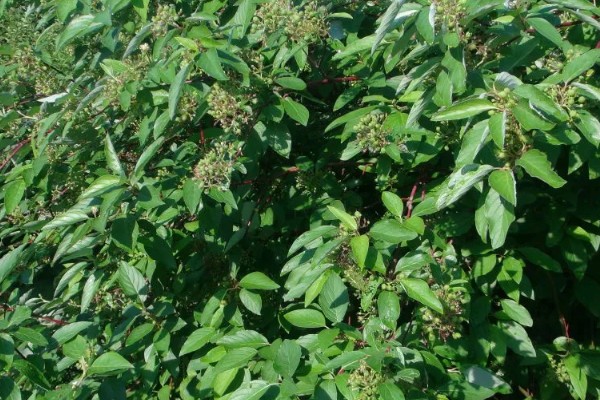 红瑞木的花语，寓意勤勉、勤劳奉献等