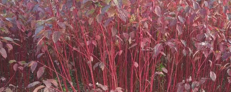 红瑞木的花语，寓意勤勉、勤劳奉献等