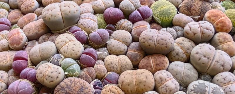 石生花的开花方式，最好每隔四天浇一次水