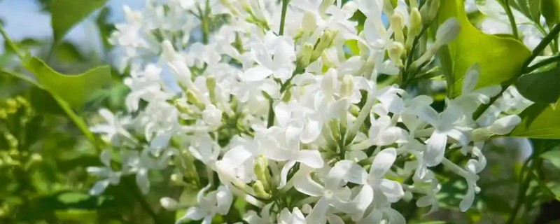 丁香花的形状，形状和五角星或四角星相似