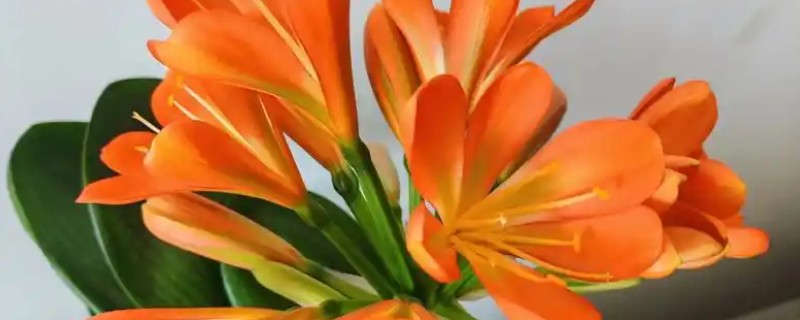 君子兰的寿命,大约活3-4年