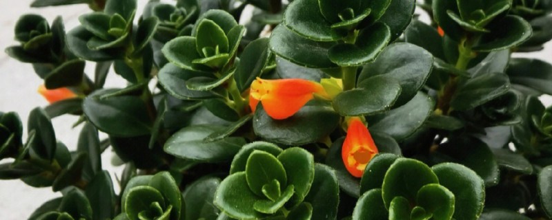 金鱼吊兰有没有毒,金鱼吊兰是没有毒的