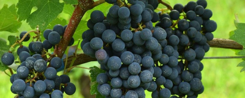 葡萄着色期可以施什么肥，可以施用硝酸钾、硫酸钾等