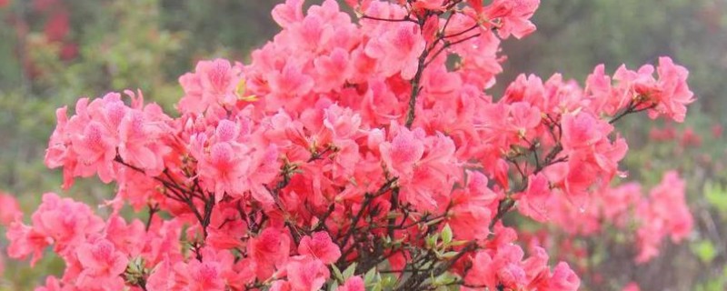 快死的映山红如何救活，可及时浇水