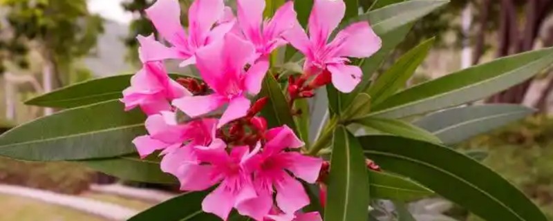 夹竹桃的花语，寓意友情与咒骂等
