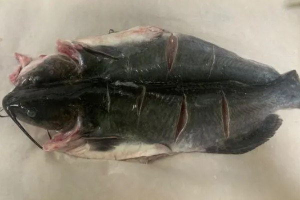 黔鱼和鲶鱼的区别是什么，二者没有区别