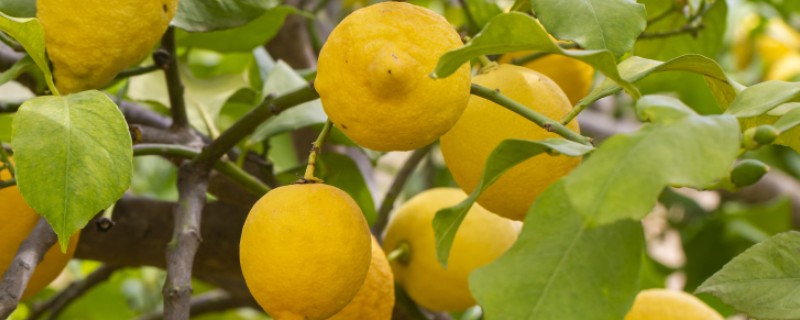柠檬树有没有刺，有刺但是不多