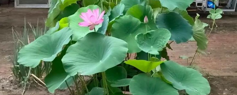 盆栽荷花如何种植，喜欢在温暖的环境中生长