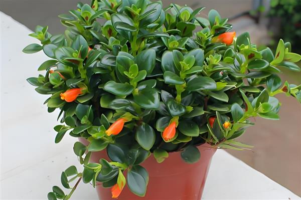 金鱼吊兰有没有毒,金鱼吊兰是没有毒的