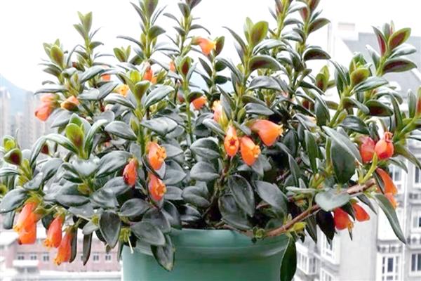 金鱼吊兰有没有毒,金鱼吊兰是没有毒的