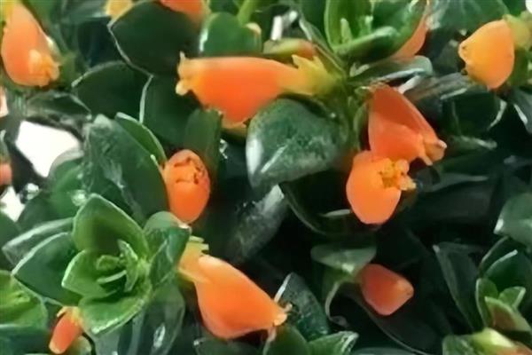 金鱼吊兰有没有毒,金鱼吊兰是没有毒的