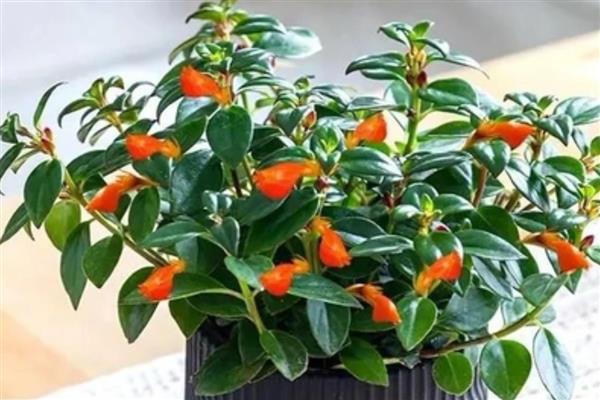 金鱼吊兰有没有毒,金鱼吊兰是没有毒的