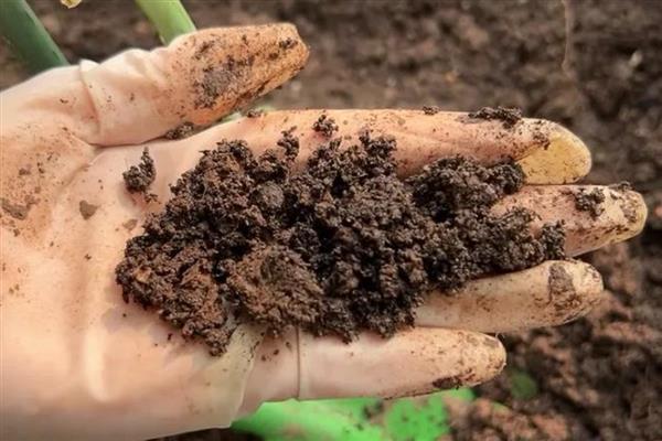 金鱼吊兰有没有毒,金鱼吊兰是没有毒的