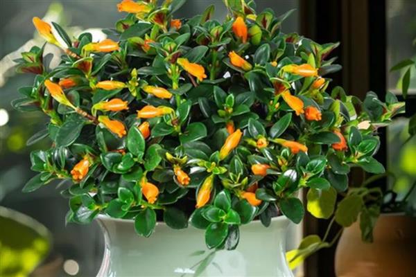 金鱼吊兰有没有毒,金鱼吊兰是没有毒的