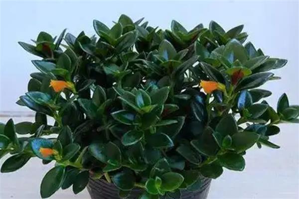 金鱼吊兰有没有毒,金鱼吊兰是没有毒的