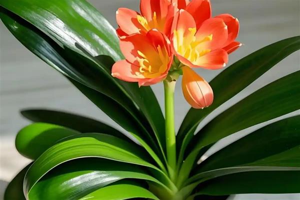 君子兰的寿命,大约活3-4年