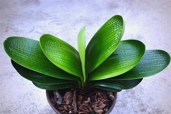 君子兰的寿命,大约活3-4年