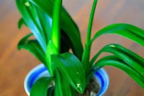 君子兰的寿命,大约活3-4年