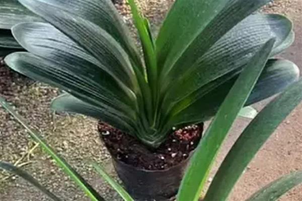 君子兰的寿命,大约活3-4年