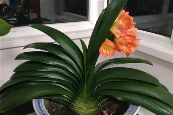 君子兰的寿命,大约活3-4年