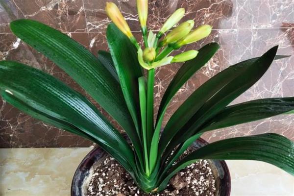 君子兰的寿命,大约活3-4年