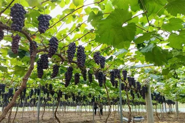 葡萄着色期可以施什么肥，可以施用硝酸钾、硫酸钾等