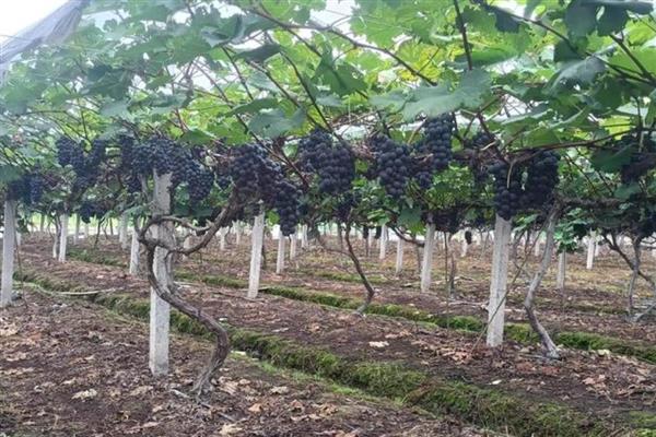 葡萄着色期可以施什么肥，可以施用硝酸钾、硫酸钾等