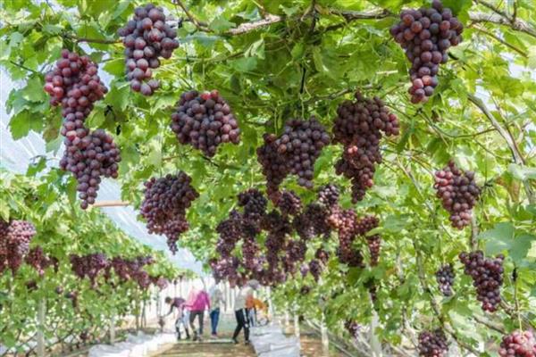 葡萄着色期可以施什么肥，可以施用硝酸钾、硫酸钾等