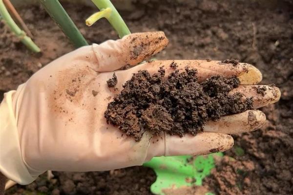 东方红神荷墨兰的养殖方法,适合生长在半阴的环境中