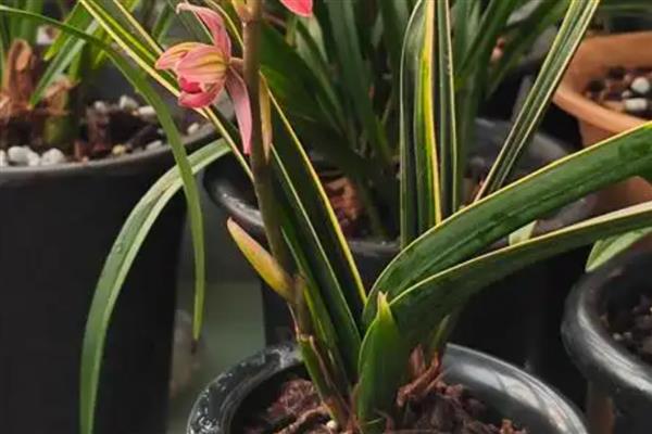 东方红神荷墨兰的养殖方法,适合生长在半阴的环境中