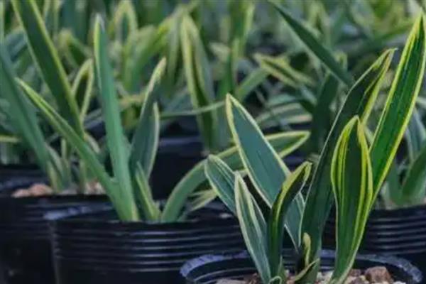 东方红神荷墨兰的养殖方法,适合生长在半阴的环境中