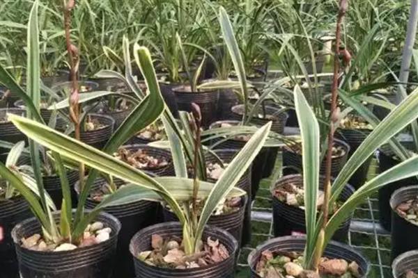 东方红神荷墨兰的养殖方法,适合生长在半阴的环境中