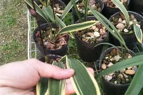 东方红神荷墨兰的养殖方法,适合生长在半阴的环境中