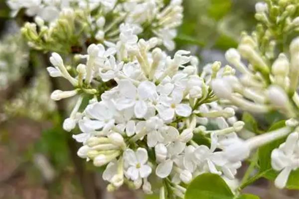 丁香花的形状，形状和五角星或四角星相似