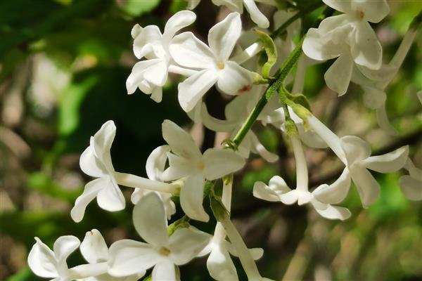丁香花的形状，形状和五角星或四角星相似