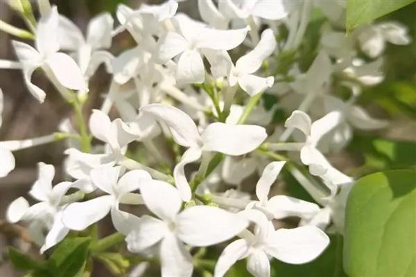 丁香花的形状，形状和五角星或四角星相似