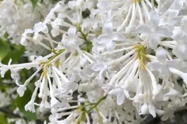 丁香花的形状，形状和五角星或四角星相似