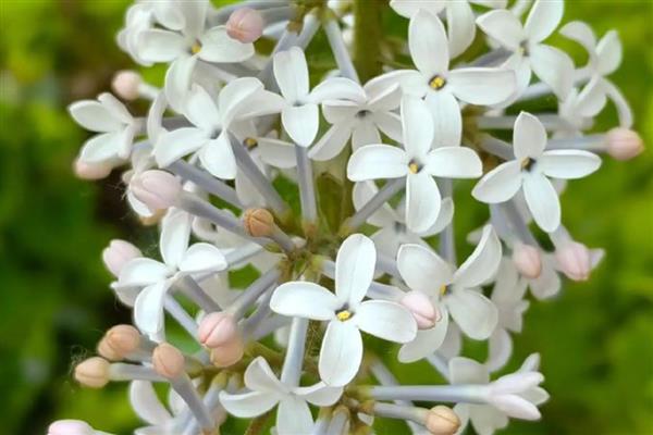 丁香花的形状，形状和五角星或四角星相似
