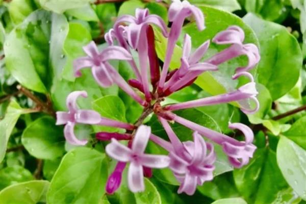 丁香花的形状，形状和五角星或四角星相似